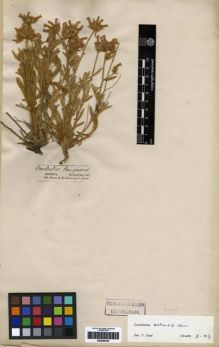 Type specimen at Edinburgh (E). Calvert, Henry; Zohrab, J.: . Barcode: E00285425.