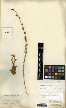 Type specimen at Edinburgh (E). Sieber, Franz(e): . Barcode: E00285429.