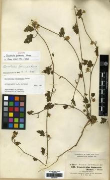 Type specimen at Edinburgh (E). Schimper, Georg: 839. Barcode: E00285438.