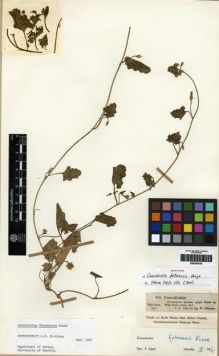 Type specimen at Edinburgh (E). Schimper, Georg: 839. Barcode: E00285439.