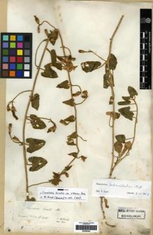 Type specimen at Edinburgh (E). Von Heldreich, Theodor: . Barcode: E00285444.