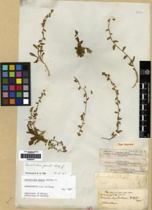 Type specimen at Edinburgh (E). Ogilvie-Grant & Forbes Expedition 1898-99: 13, 45, 46, 50. Barcode: E00285447.