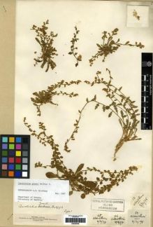 Type specimen at Edinburgh (E). Ogilvie-Grant & Forbes Expedition 1898-99: 13, 45, 46, 50. Barcode: E00285448.