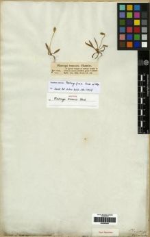 Type specimen at Edinburgh (E). Bertero, Carlo: 549. Barcode: E00285450.