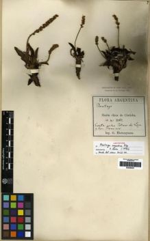 Type specimen at Edinburgh (E). Hieronymus, Georg: . Barcode: E00285451.