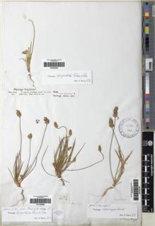 Type specimen at Edinburgh (E). Bertero, Carlo: 548. Barcode: E00285462.