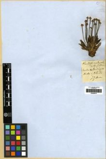 Type specimen at Edinburgh (E). Gillies, John: . Barcode: E00285472.