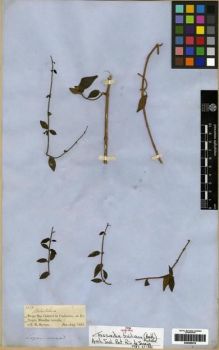 Type specimen at Edinburgh (E). Spruce, Richard: 2389. Barcode: E00285476.