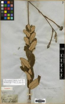 Type specimen at Edinburgh (E). Gardner, George: 3312. Barcode: E00285479.