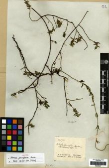 Type specimen at Edinburgh (E). Schomburgk, Robert: 770. Barcode: E00285507.