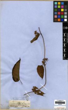Type specimen at Edinburgh (E). Spruce, Richard: 1490. Barcode: E00285510.