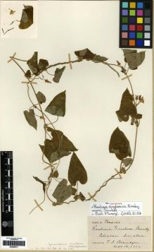 Type specimen at Edinburgh (E). Brandegee, Townshend: . Barcode: E00285511.
