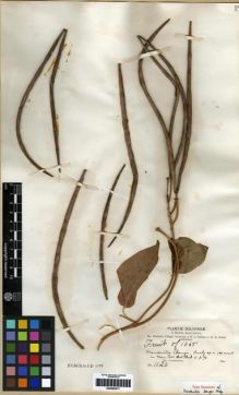 Type specimen at Edinburgh (E). Bang, Miguel: 1120. Barcode: E00285517.
