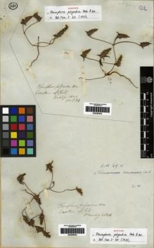 Type specimen at Edinburgh (E). Bridges, Thomas: 541. Barcode: E00285525.