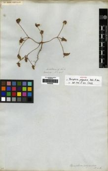 Type specimen at Edinburgh (E). Cuming, Hugh: 216. Barcode: E00285526.