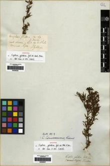 Type specimen at Edinburgh (E). Gillies, John: . Barcode: E00285528.