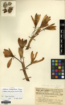 Type specimen at Edinburgh (E). Zohary, Michael; Feinbrun, Naomi: 33. Barcode: E00285534.