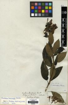 Type specimen at Edinburgh (E). Hartweg, Karl: 994. Barcode: E00285546.