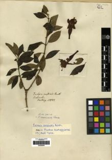 Type specimen at Edinburgh (E). Hartweg, Karl: 988. Barcode: E00285549.