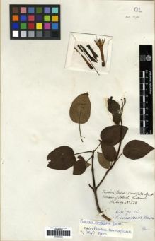 Type specimen at Edinburgh (E). Hartweg, Karl: 528. Barcode: E00285554.
