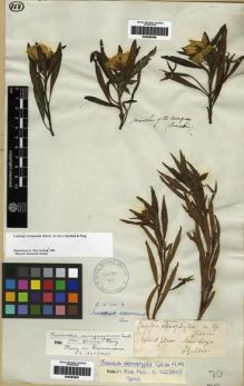 Type specimen at Edinburgh (E). Gillies, John: . Barcode: E00285565.