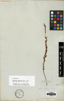 Type specimen at Edinburgh (E). Cuming, Hugh: 36. Barcode: E00285570.