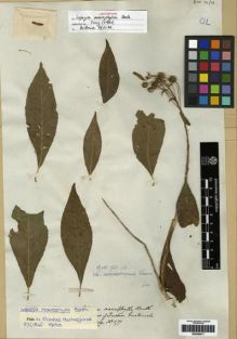 Type specimen at Edinburgh (E). Hartweg, Karl: 577. Barcode: E00285577.