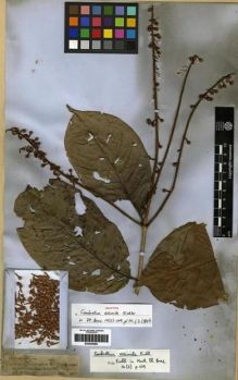 Type specimen at Edinburgh (E). Spruce, Richard: 1523. Barcode: E00285586.