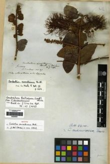 Type specimen at Edinburgh (E). Schomburgk, Robert: 87. Barcode: E00285591.