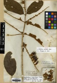 Type specimen at Edinburgh (E). Hartweg, Karl: 526. Barcode: E00285593.