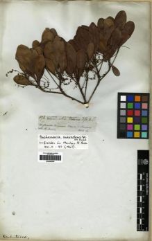 Type specimen at Edinburgh (E). Spruce, Richard: 3198. Barcode: E00285594.