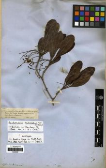 Type specimen at Edinburgh (E). Spruce, Richard: 1887. Barcode: E00285595.