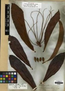 Type specimen at Edinburgh (E). Spruce, Richard: 3453. Barcode: E00285596.