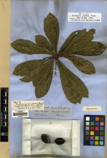 Type specimen at Edinburgh (E). Spruce, Richard: 4945. Barcode: E00285597.