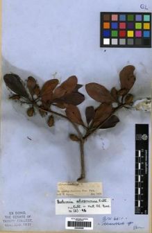 Type specimen at Edinburgh (E). Spruce, Richard: . Barcode: E00285598.