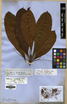 Type specimen at Edinburgh (E). Spruce, Richard: 2507. Barcode: E00285600.