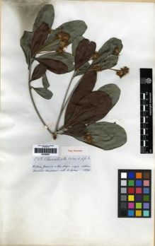 Type specimen at Edinburgh (E). Spruce, Richard: 3758. Barcode: E00285601.