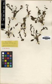 Type specimen at Edinburgh (E). Boissier, Pierre: . Barcode: E00285605.