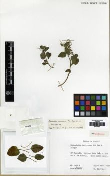 Type specimen at Edinburgh (E). : 82-130-3. Barcode: E00285607.