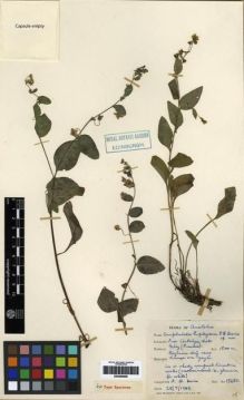 Type specimen at Edinburgh (E). Davis, Peter: 15680. Barcode: E00285608.