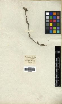 Type specimen at Edinburgh (E). Vahl, M.: 779. Barcode: E00285623.