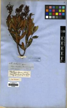 Type specimen at Edinburgh (E). Spruce, Richard: 4566. Barcode: E00285626.