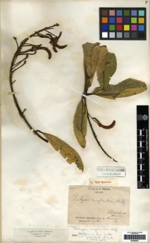 Type specimen at Edinburgh (E). Triana, Jose: 3783. Barcode: E00285627.