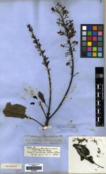Type specimen at Edinburgh (E). Spruce, Richard: 4078. Barcode: E00285629.