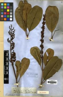 Type specimen at Edinburgh (E). Spruce, Richard: 2675. Barcode: E00285633.