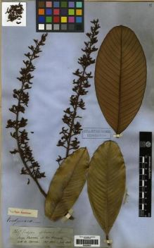 Type specimen at Edinburgh (E). Spruce, Richard: 2697. Barcode: E00285637.