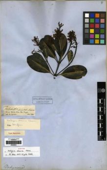 Type specimen at Edinburgh (E). Spruce, Richard: 1286. Barcode: E00285641.