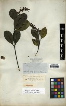 Type specimen at Edinburgh (E). Spruce, Richard: 3700. Barcode: E00285642.