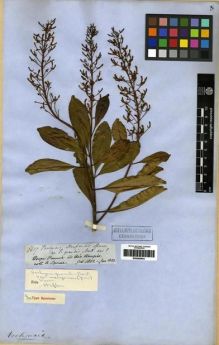 Type specimen at Edinburgh (E). Spruce, Richard: 2657. Barcode: E00285643.