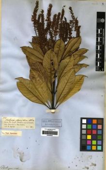 Type specimen at Edinburgh (E). Spruce, Richard: 1974. Barcode: E00285644.